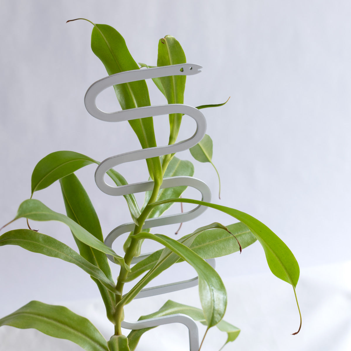Mini Serpent Plant Support Stake