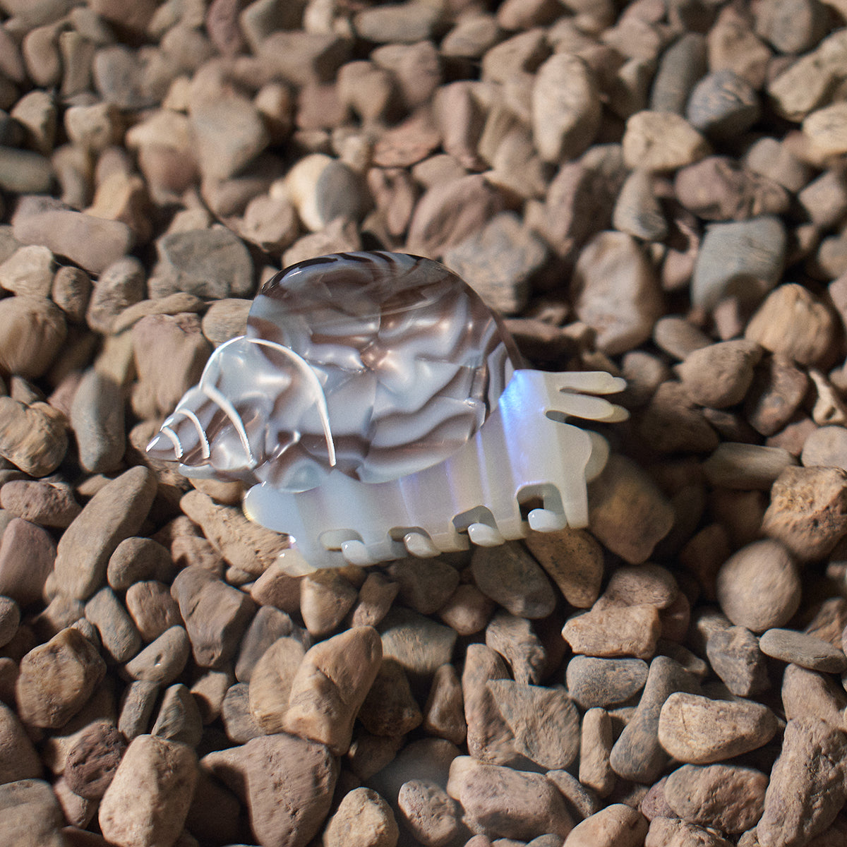 Blue Whelk Claw