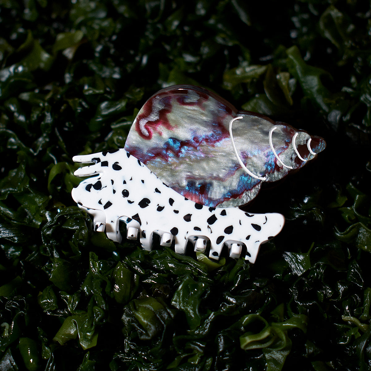 Spotted Whelk Claw