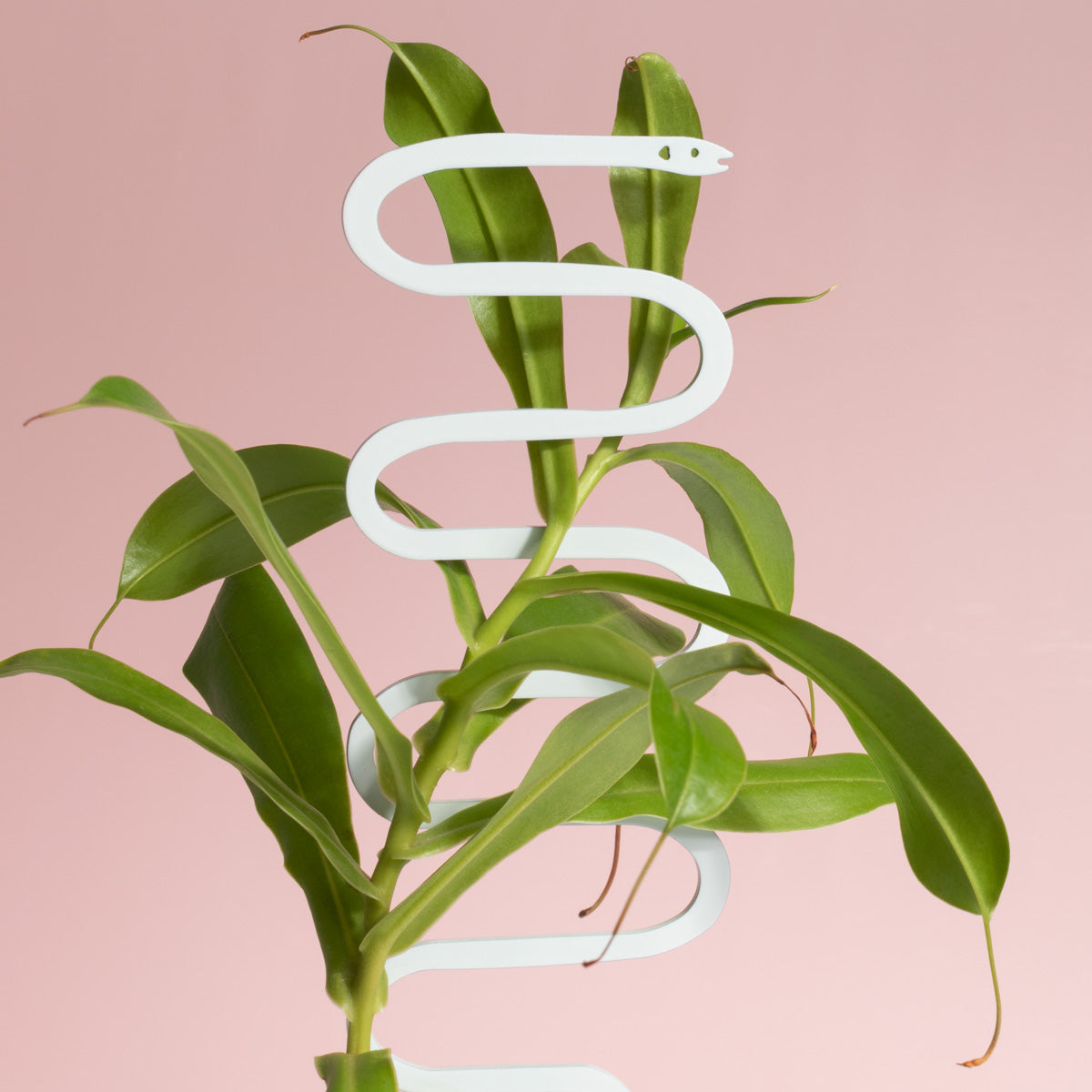 can you stake a snake plant Mini Serpent Plant Support Stake