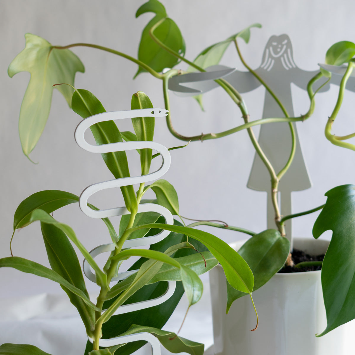 can you stake a snake plant Mini Serpent Plant Support Stake