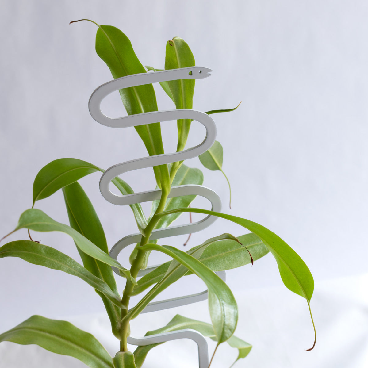 support for snake plant Mini Serpent Plant Support Stake